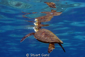 Reflections from below. by Stuart Ganz 